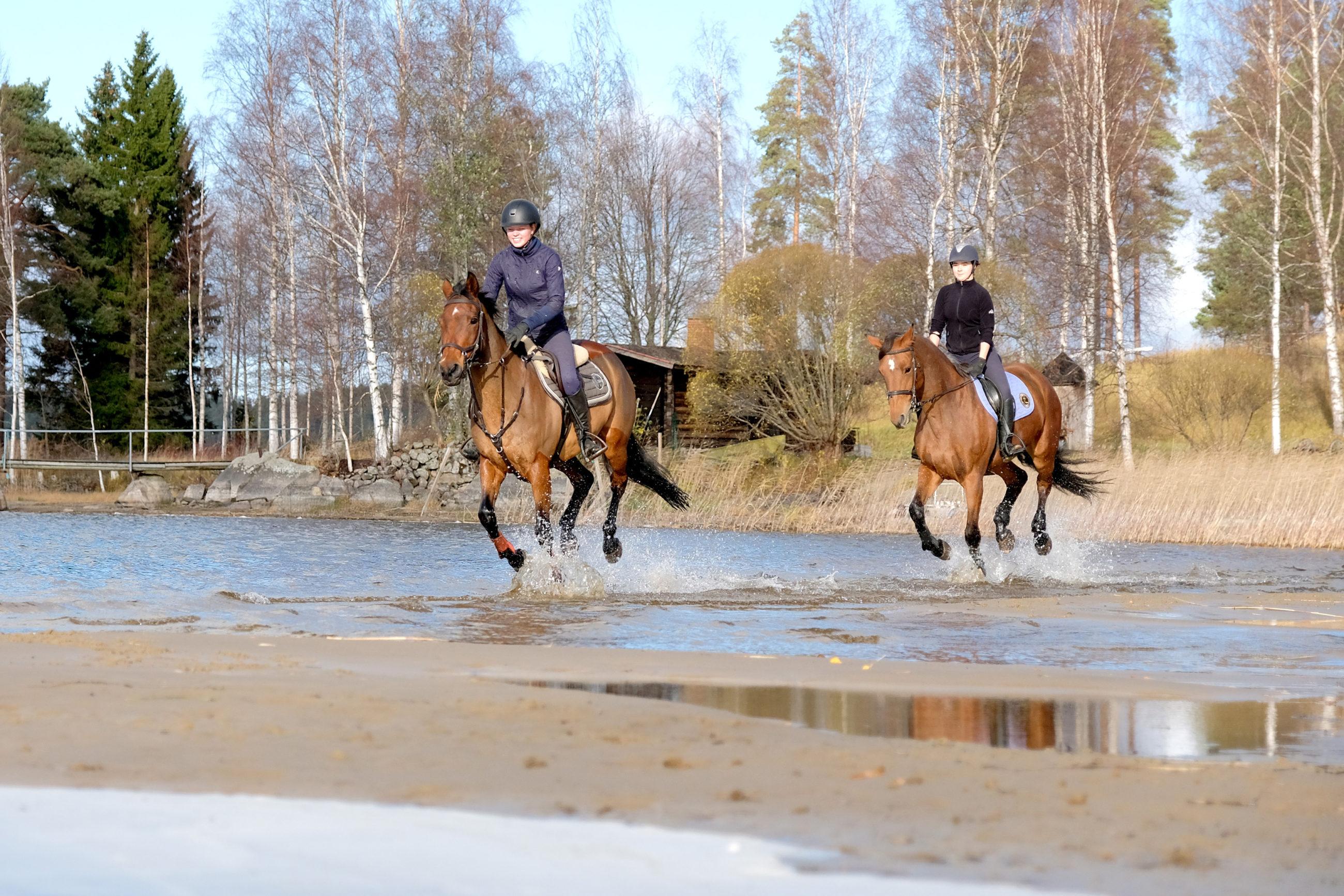 Kaksi henkilöä ratsastaa punaruskeilla hevosilla matalassa rantavedessä, taustalla koivikko ja laituri.