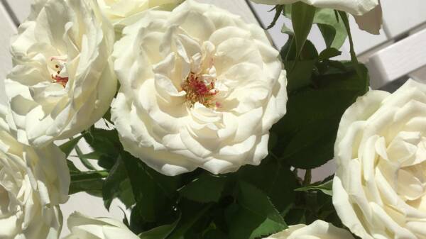 Valkoisia ruusuja.