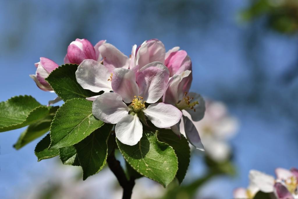 Vaaleanpunaisen ja valkoisen sävyisiä omenapuun kukkia sinistä taivasta vasten.