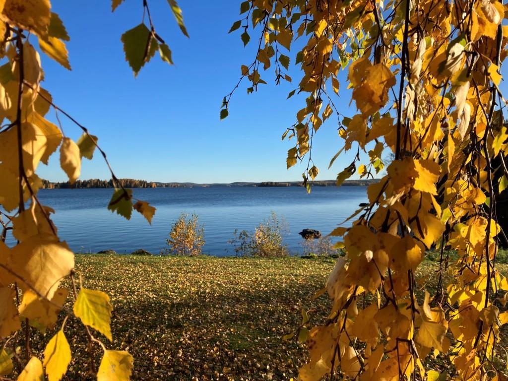 Syksyinen kuva, jossa etualalla näkyy puissa keltaisia koivunlehtiä ja taustalla lehtiä nurmikolla, sininen taivas ja järvenselkä.