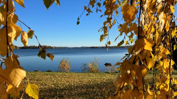 Syksyinen kuva, jossa etualalla näkyy puissa keltaisia koivunlehtiä ja taustalla lehtiä nurmikolla, sininen taivas ja järvenselkä.