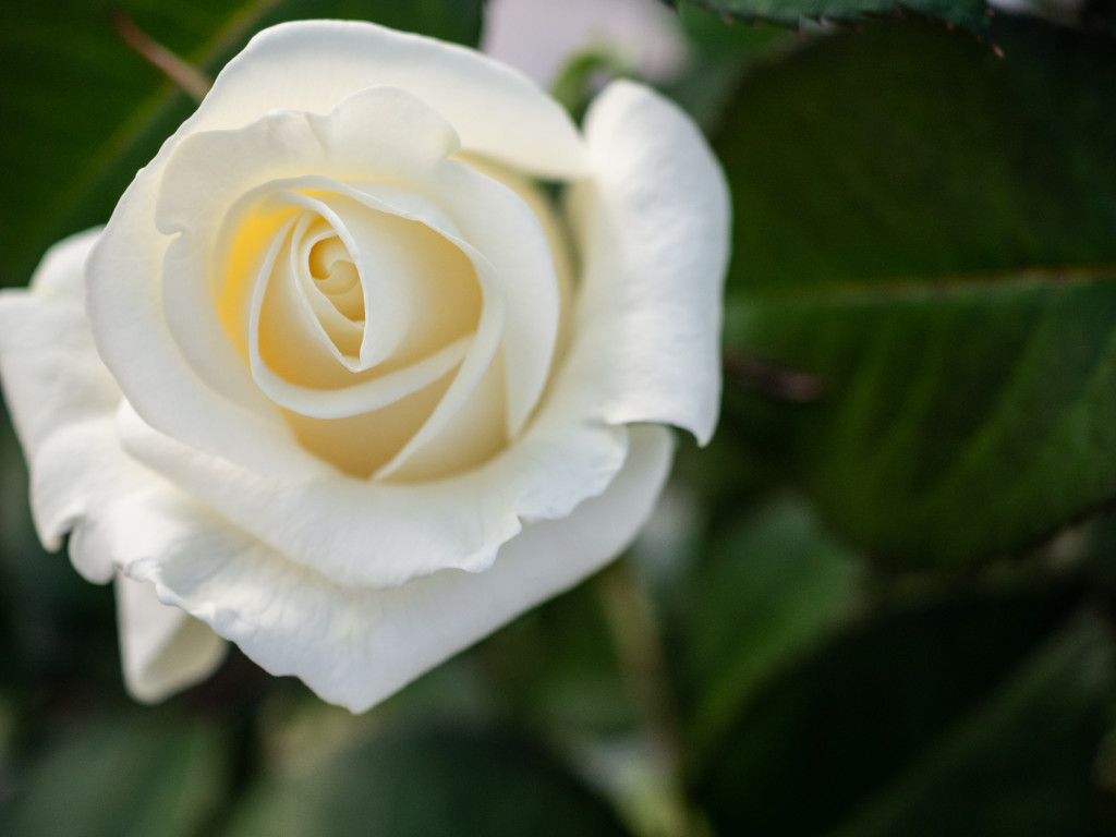 Valkoisen ruusun kuva