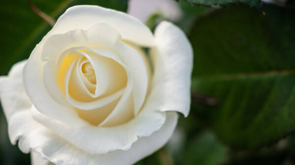 Valkoisen ruusun kuva