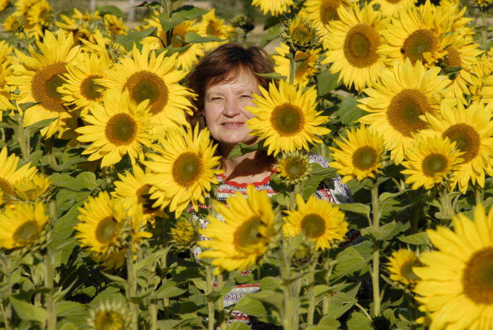 Ruskeahiuksinen henkilö seisoo auringonkukkapellolla auringonkukkien keskellä.