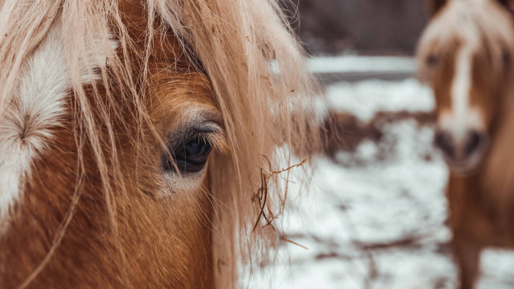 Lähikuva ruska-valkoisesta hevosesta, josta näkyy toinen silmä ja hieman turpaa, kuvassa taustalla näkyy toinen hevonen sumeasti.