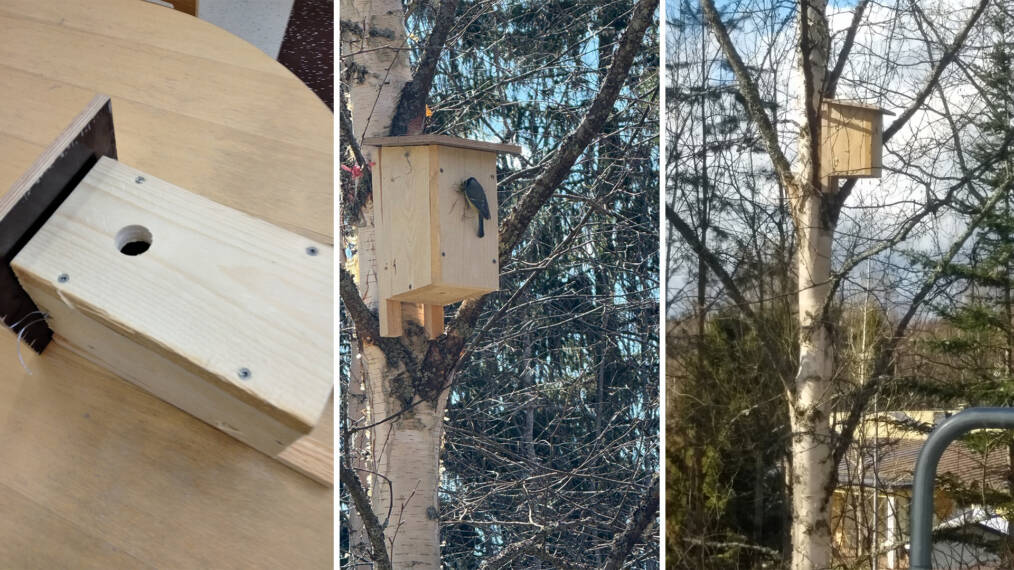 Kolmiosainen kuva, jossa on rakennettu linnunpönttö, ripustettu se puuhun ja talitintti tuomassa risuja linnunpönttöön