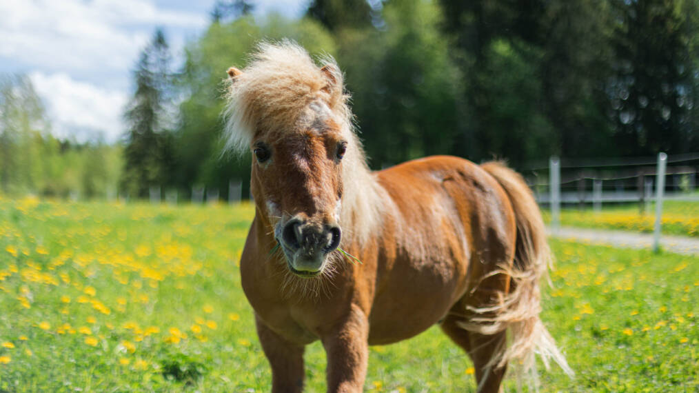 Punertavanruskea poni voikukkapellolla kesäisenä päivänä.