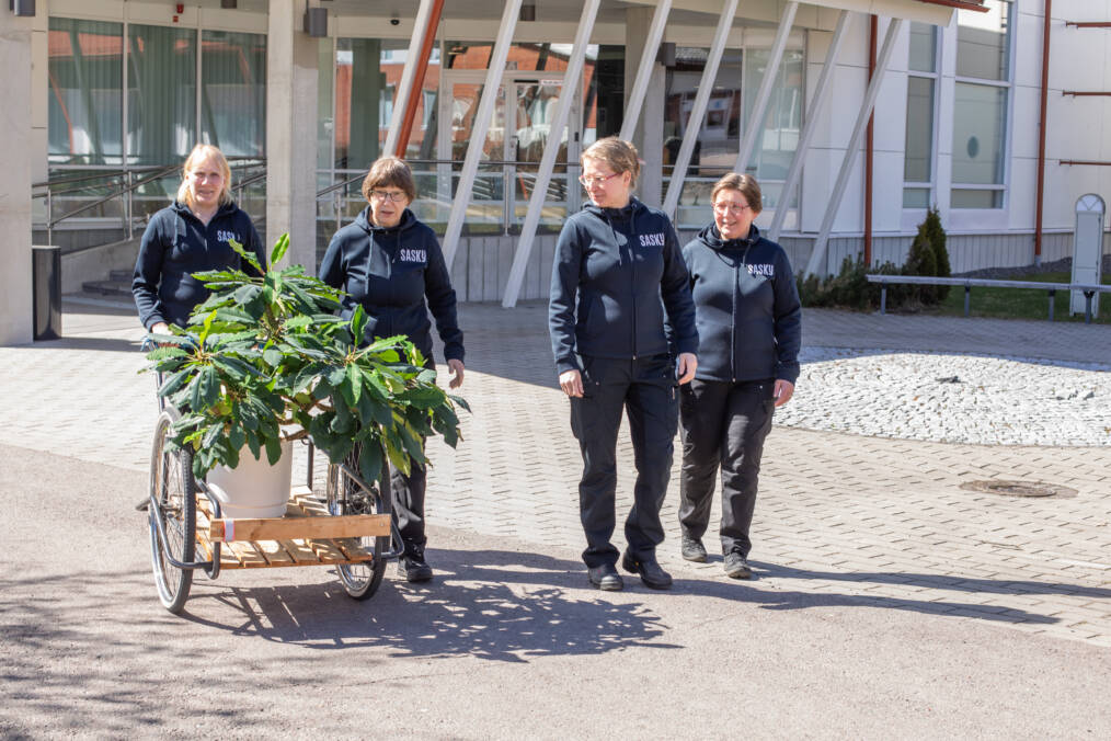 Yksi henkilö työntää oppilaitoksen pihalla auringonpaisteessa maitokärryjä, joissa on iso viherkasvi, kolme henkilöä kävelee hänen vierellään, kaikilla henkilöillä on päällään tummansiniset hupparit, joissa valkoisella teksti Sasky.