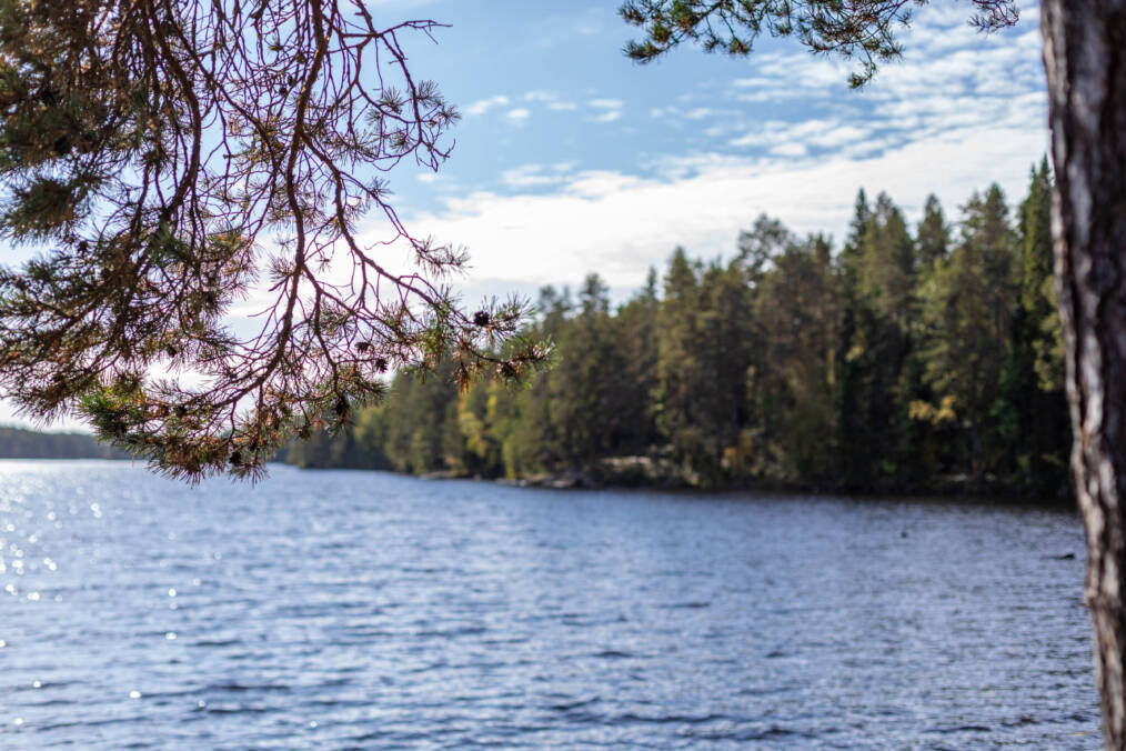 Järvimaisema, jota reunustavat metsäinen ranta ja kuvan etualan männynoksat.